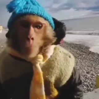 Video sticker 🧐 Бибизяны @dybadybpwnz