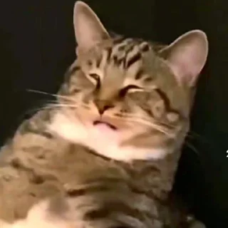 Video sticker 😨 Random Cats