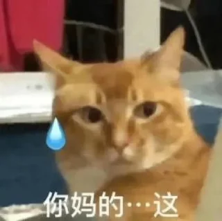 Video sticker 😅 Random Cats