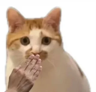Sticker 🫢 Random Cats