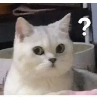 Telegram sticker ❓ Random Cats
