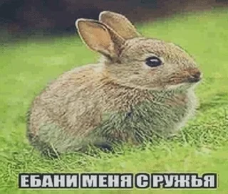 Telegram stiker 🌟 Иди нахуй :: @fStikBot