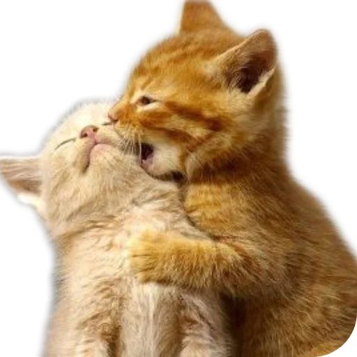Телеграм стикер 🐱 Ema — @stckrRobot