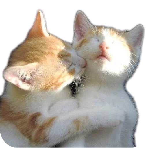 Телеграм стикер 🐱 Ema — @stckrRobot