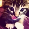 Video sticker 🐈 🎀🎀🎀 @TgEm...