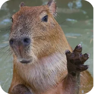 Telegram sticker 🐶 Capivara by: @Sentenciou