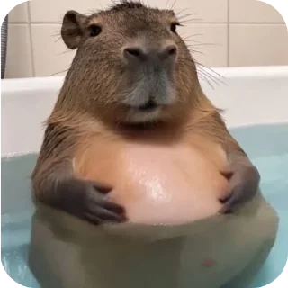 Video sticker 👄 Capivara by: @Sentenciou