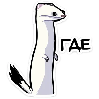 Video sticker 😳 @stickersvvk Горностай Гера