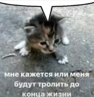 Video sticker 😿 Боевые Картинки™ @femboys2ch