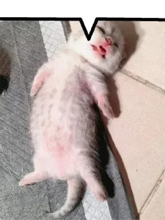 Video sticker 😽 Боевые Картинки™ @femboys2ch