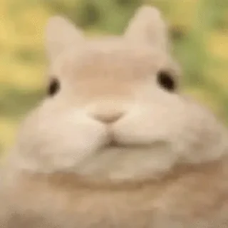Video sticker 😼 kakashki 2 убейте меня :: @fStikBot