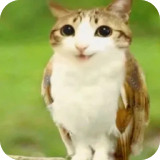 Video sticker 🐱 Идинахуй