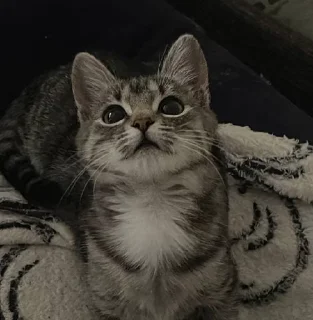 Video sticker 🤏 torra @torrachank