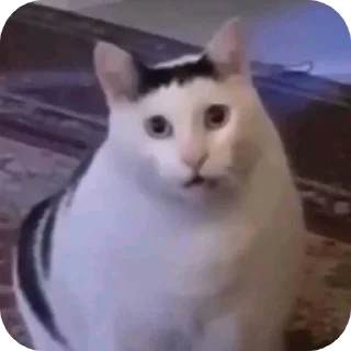 Video sticker 🐱 Idk