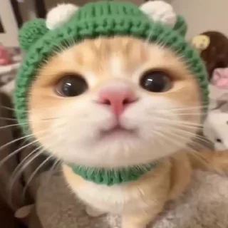 Video sticker 😄 GC Cuties @stickersglobal