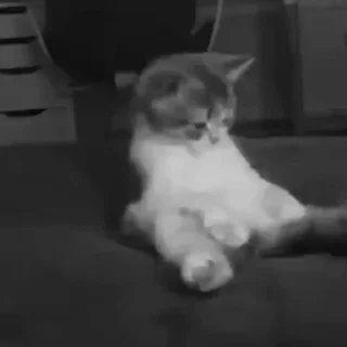 Video sticker 🔇 A'. :: @fStikBot