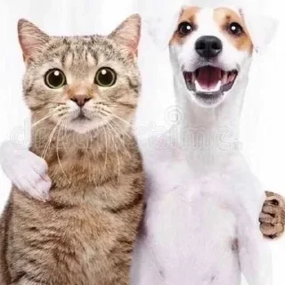 Video sticker 🫂 Больше стиков тут: @stikery4