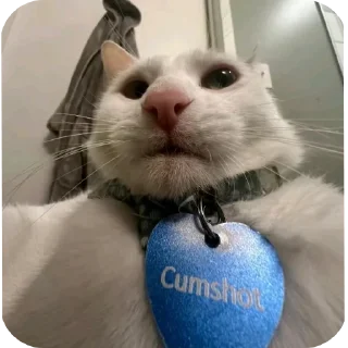 Telegram sticker 🐱 i hate nickers