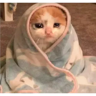 Video sticker 😢 Sexo by @fStikBot
