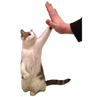Telegram sticker ✋ Sexo by @fStikBot