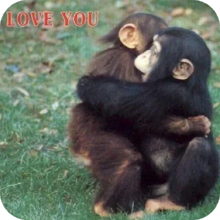 Telegram sticker 🥰 Dona da figurinha a anny