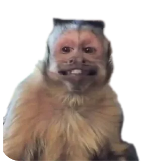 Telegram sticker 🤲 SI LA USAS LE DAS ORAL AL JEFE
