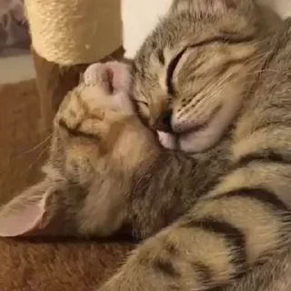 Video sticker 🎈 @Roz4ever by @towebmbot