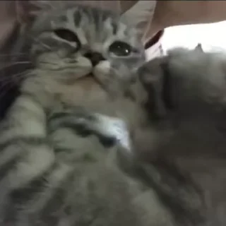 Video sticker 🎈 @Roz4ever by @towebmbot