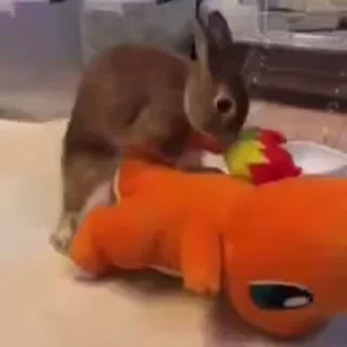 Video sticker 🎈 @Roz4ever by @towebmbot