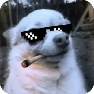 Telegram sticker 😎 A,R