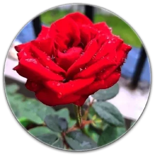Video sticker ❤ 4HER_@IsSac_NOOBton