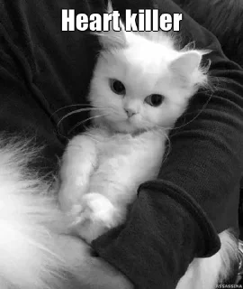 Telegram sticker 🔥 ❍⏤‌•꯭꯭𝙈𝙍 𓄂𝙃𝙀𝘼𝙍𝙏⏎𝙆𝙄𝙇𝙇𝙀𝙍᭄𝙑𝙄𝙅𝙅𝙐 𓆪