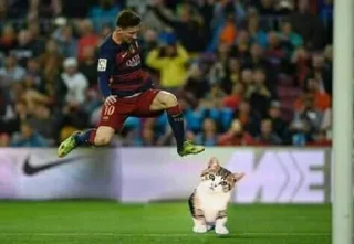 Video sticker 🐱 esse é seu idolor