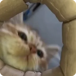 Video sticker 🥰 Коты на хайпе @stickerslovez