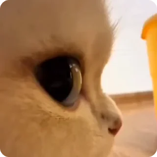 Video sticker 🧐 Коты на хайпе @stickerslovez