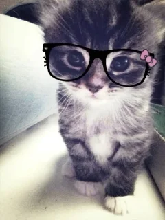 Video sticker 🌟 gucci store @guccistors :: @fStikBot