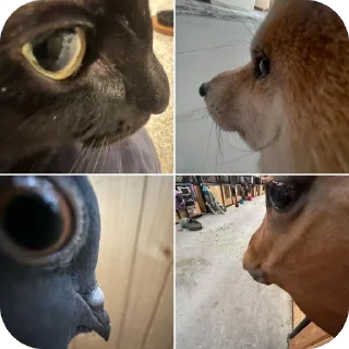 Telegram stiker 👁 factorydoge69