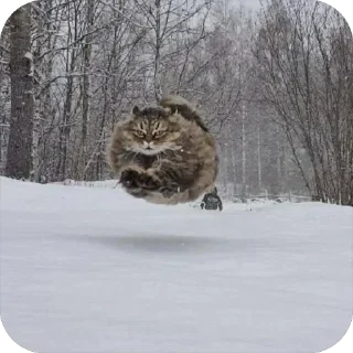Video sticker 😝 🐾СТИКЕРЫ С МАНУЛОМ🐾 @f0ner