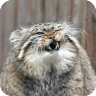 Telegram sticker 😜 🐾СТИКЕРЫ С МАНУЛОМ🐾 @f0ner
