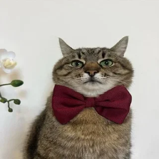 Telegram sticker 🦋 Больше стиков тут: @stikery4