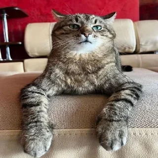 Video sticker 😼 Больше стиков тут: @stikery4