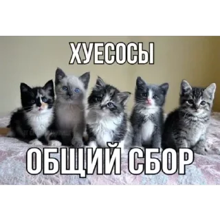 Video sticker 😳 Больше стикеров 👉 @stikery_3