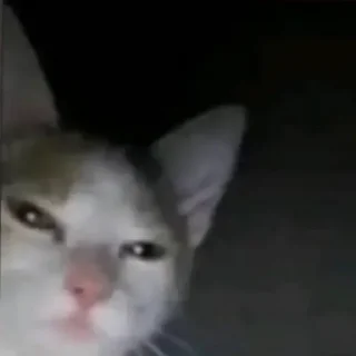 Video sticker 😂 andros