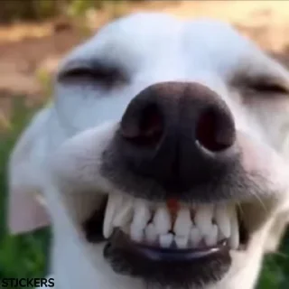 Video sticker 😂 Caaaapssss