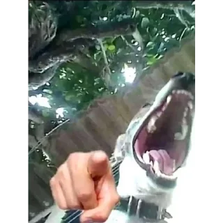 Телеграм стикер 🤣 𝐓𝐨𝐧𝐢 𝐏𝐚𝐜𝐤 𝟐