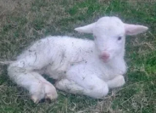 Video sticker 🌟 Больше стикеров тут: @stikery_emodzi_memy