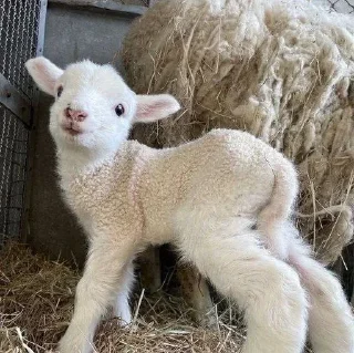 Телеграм стикер 🌟 Больше стикеров тут: @stikery_emodzi_memy