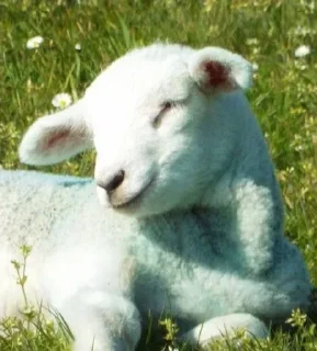 Телеграм стикер 🌟 Больше стикеров тут: @stikery_emodzi_memy