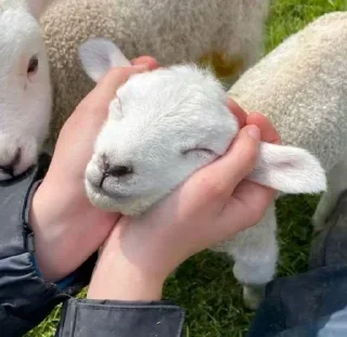 Телеграм стикер 🌟 Больше стикеров тут: @stikery_emodzi_memy