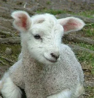 Телеграм стикер 🌟 Больше стикеров тут: @stikery_emodzi_memy